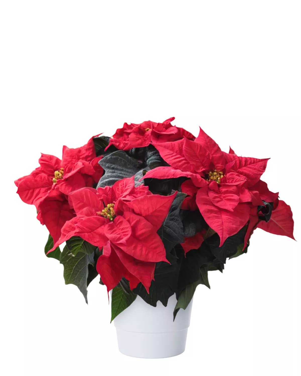 Julstjärna 'Forever' 5-7 grenar 13 cm 30-40 cm Från Sverige