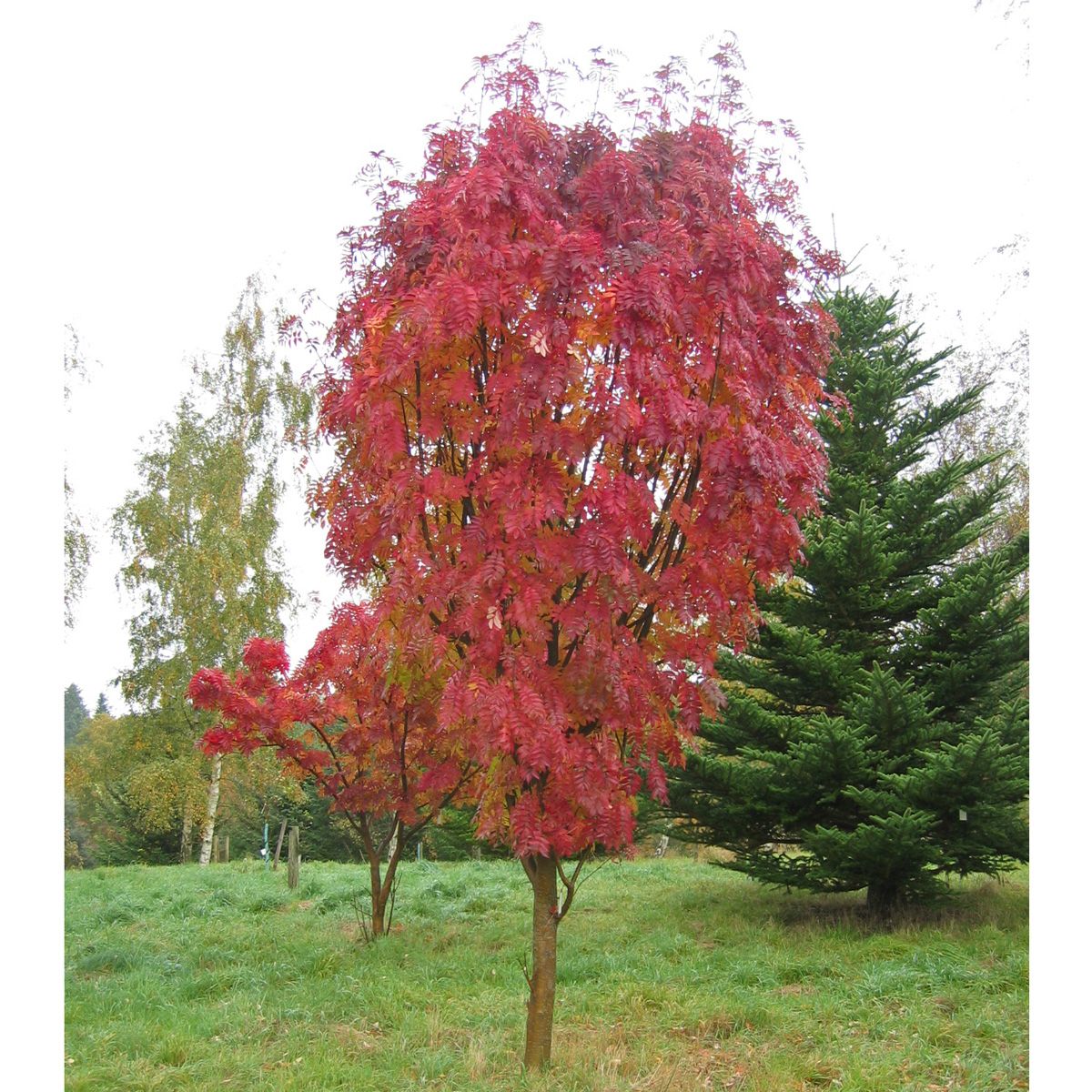 Japansk rönn 10 liter 120-120 cm MPS