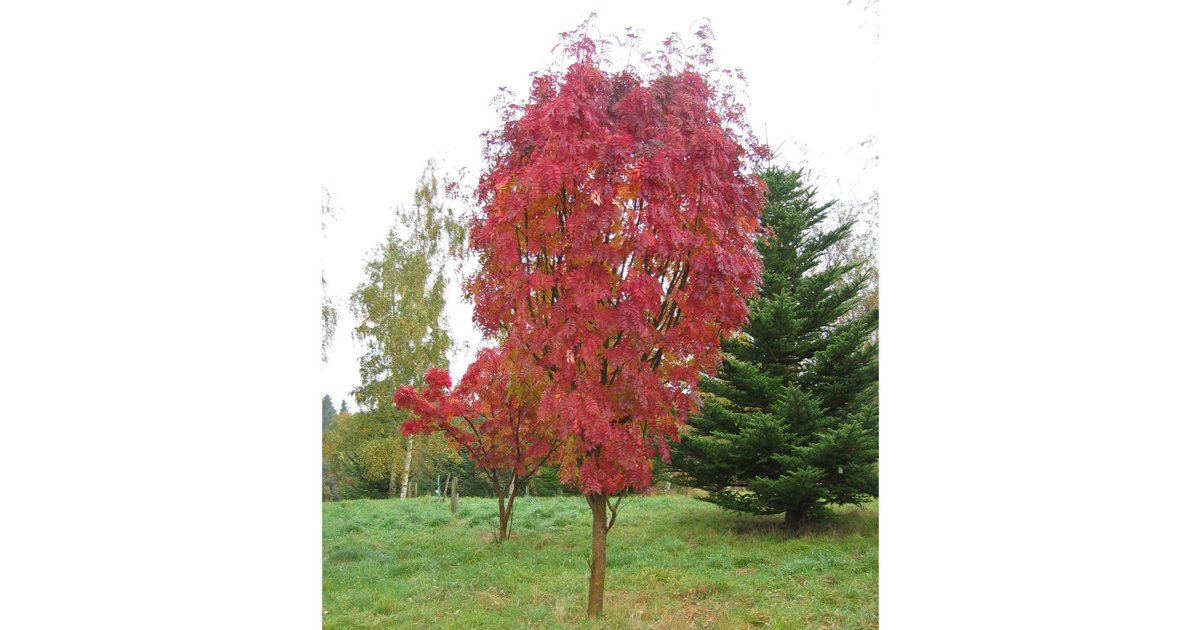 Japansk rönn 10 liter 120-120 cm MPS