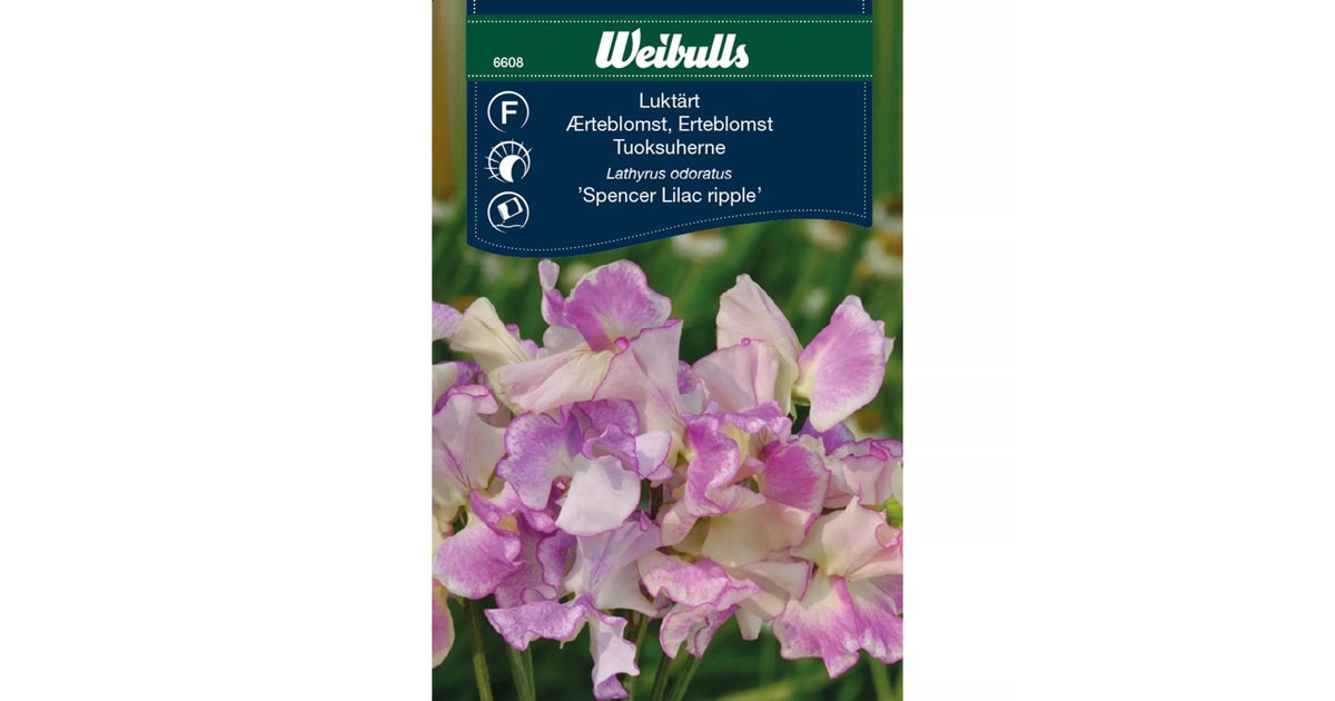 Luktärt Spencer Lilac Ripple