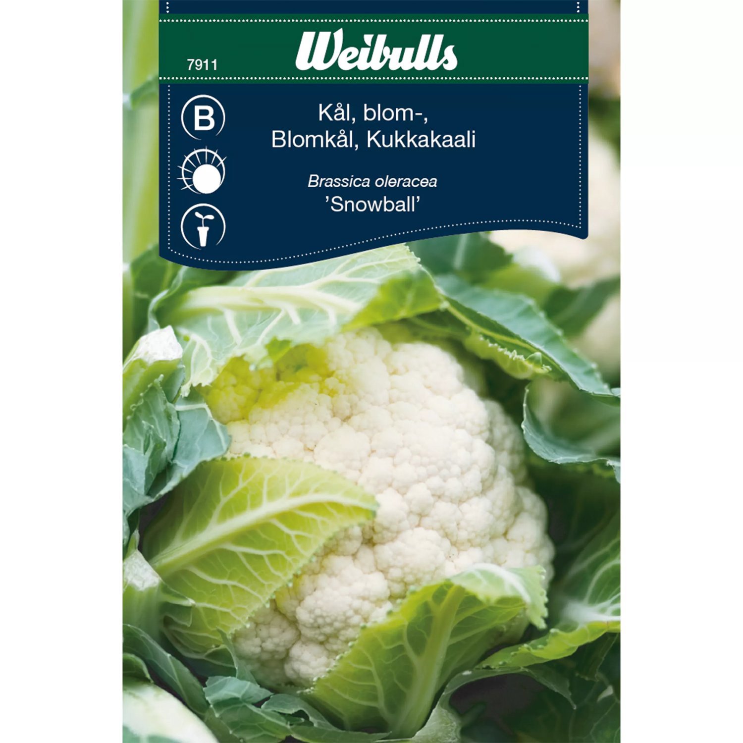 Blomkål Snowball