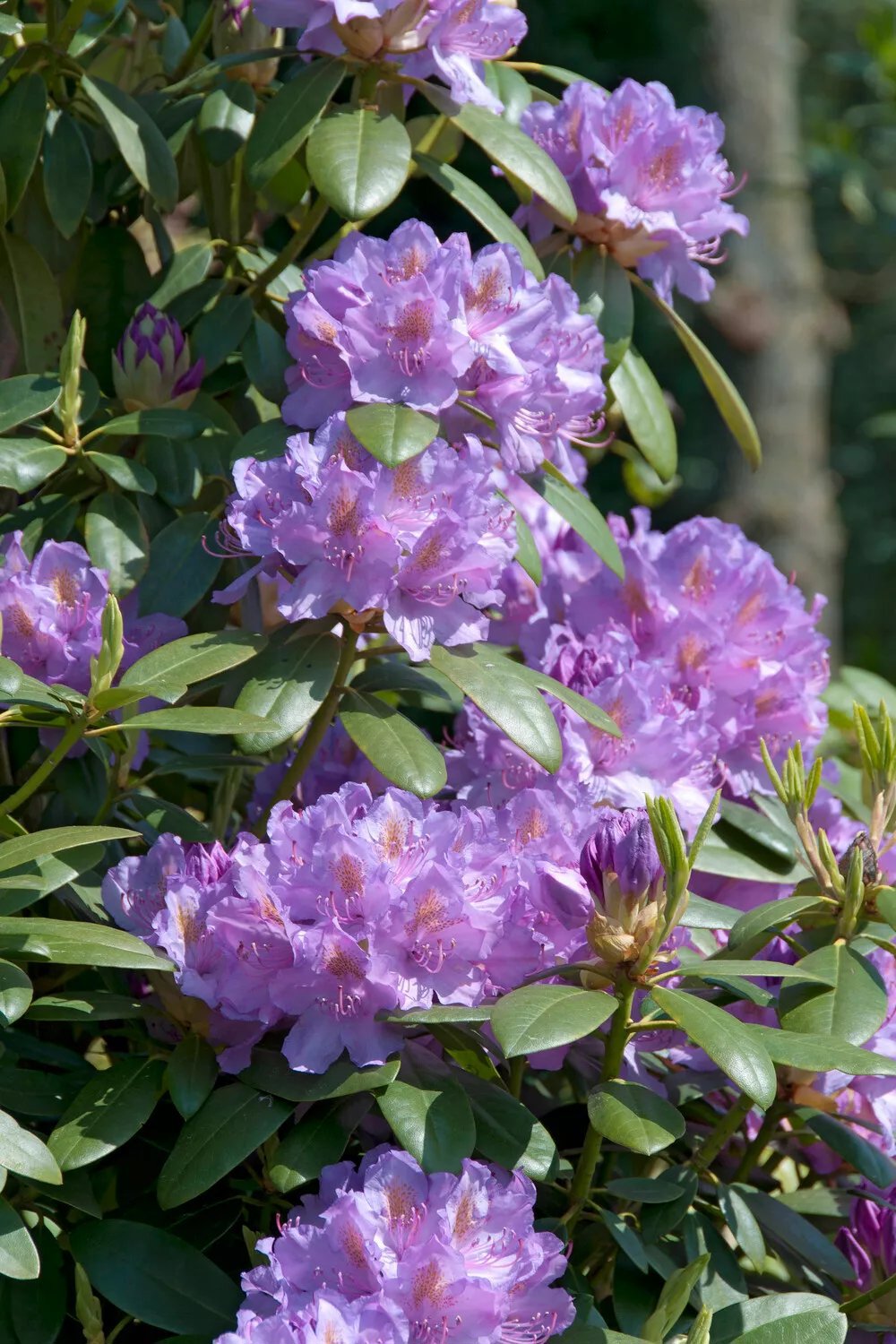Produktbild på Parkrododendron 'Catawbiense Grandiflorum'