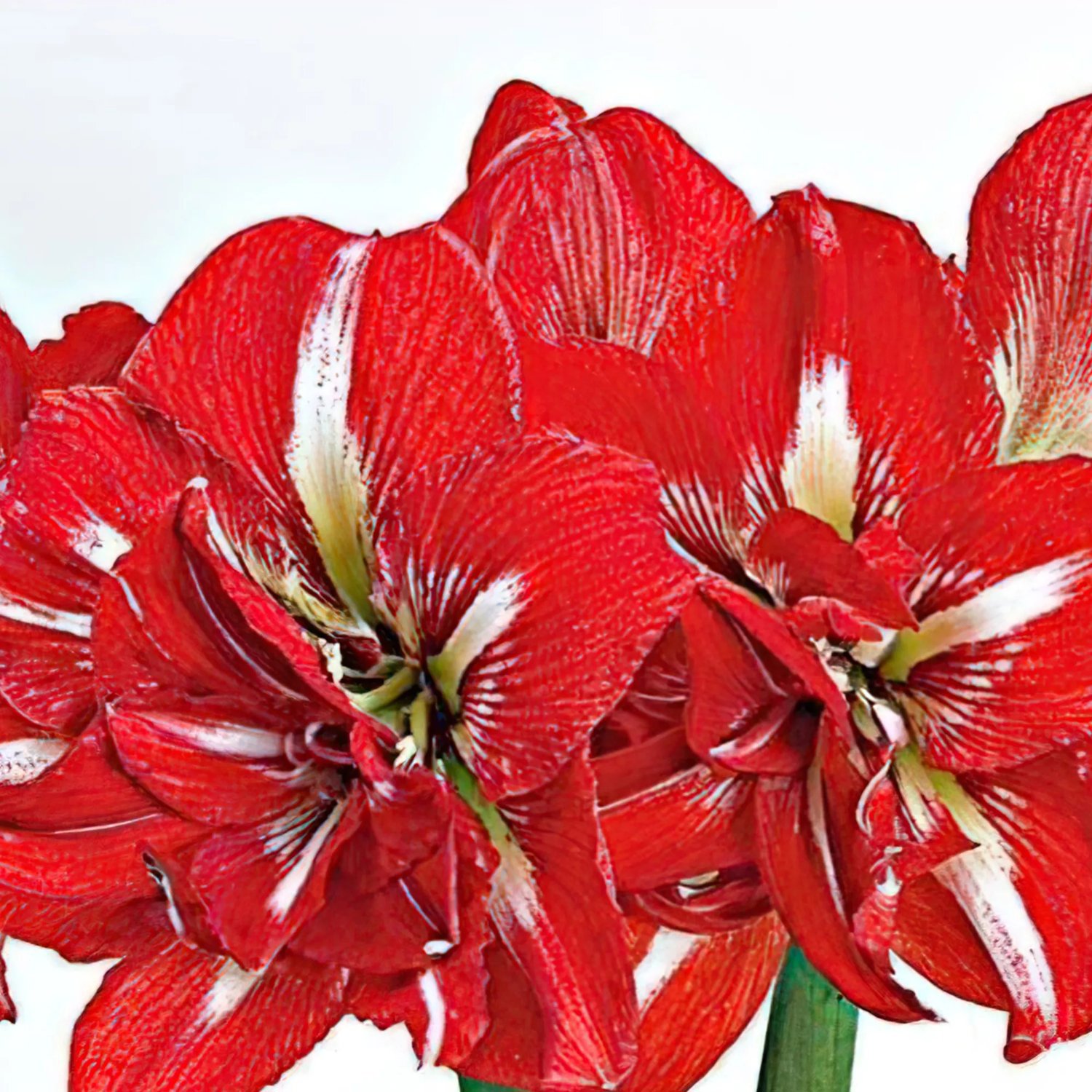 Amaryllis 'Rock 'n Roll' 15 cm 20-30 cm Svenskt Sigill/Från Sverige ...