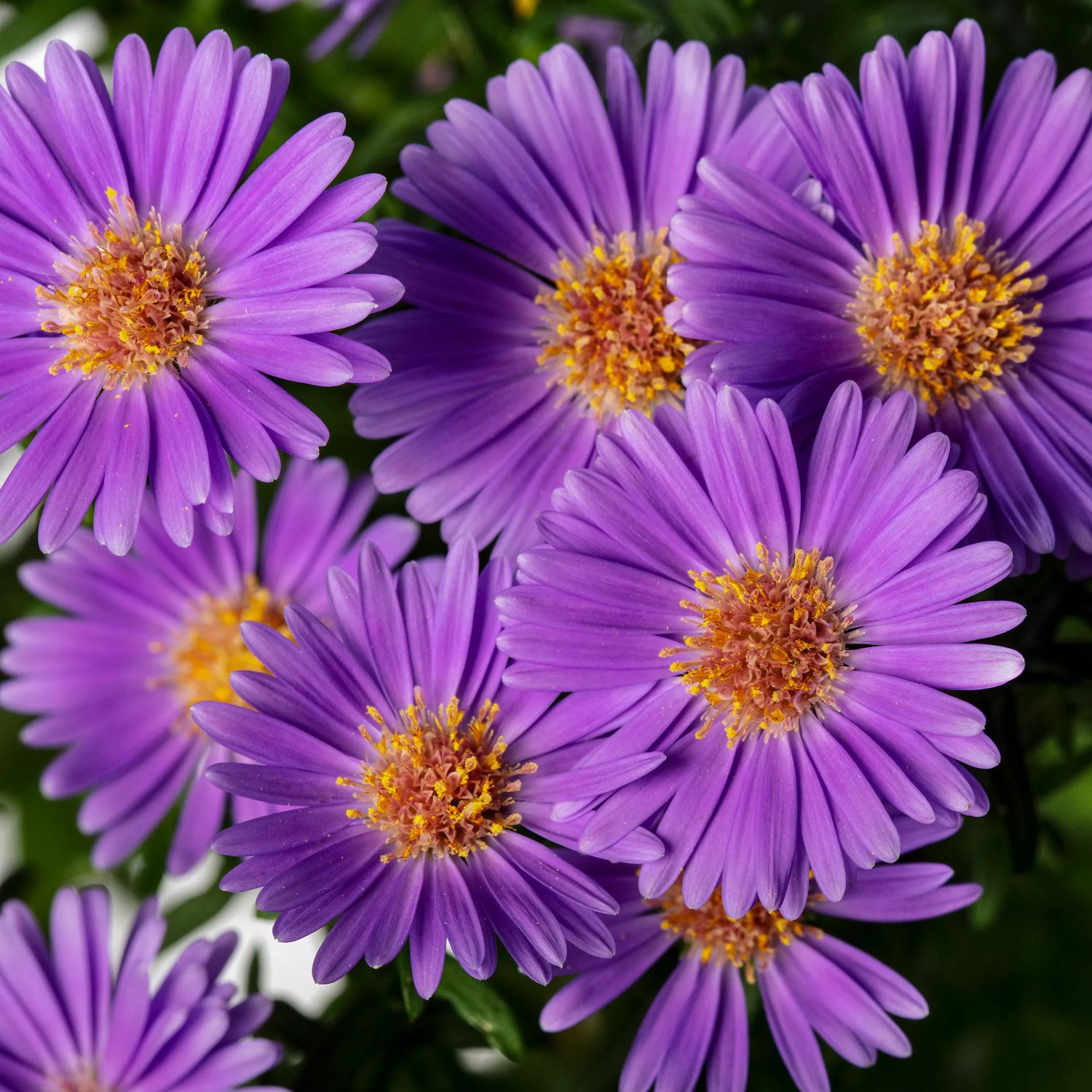 Höstaster Believer™, Purple 19 cm MPS