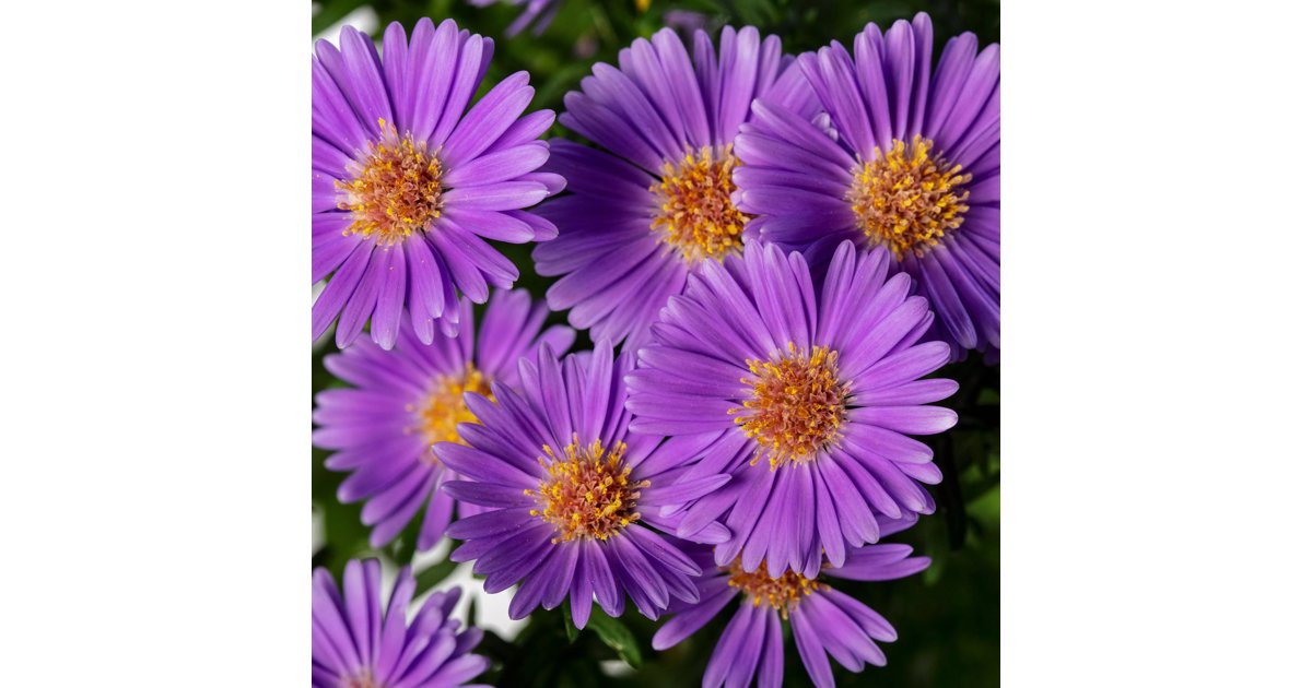 Höstaster Believer™, Purple 19 cm MPS