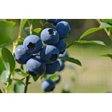 Produktbild på Amerikanskt blåbär 'Reka'