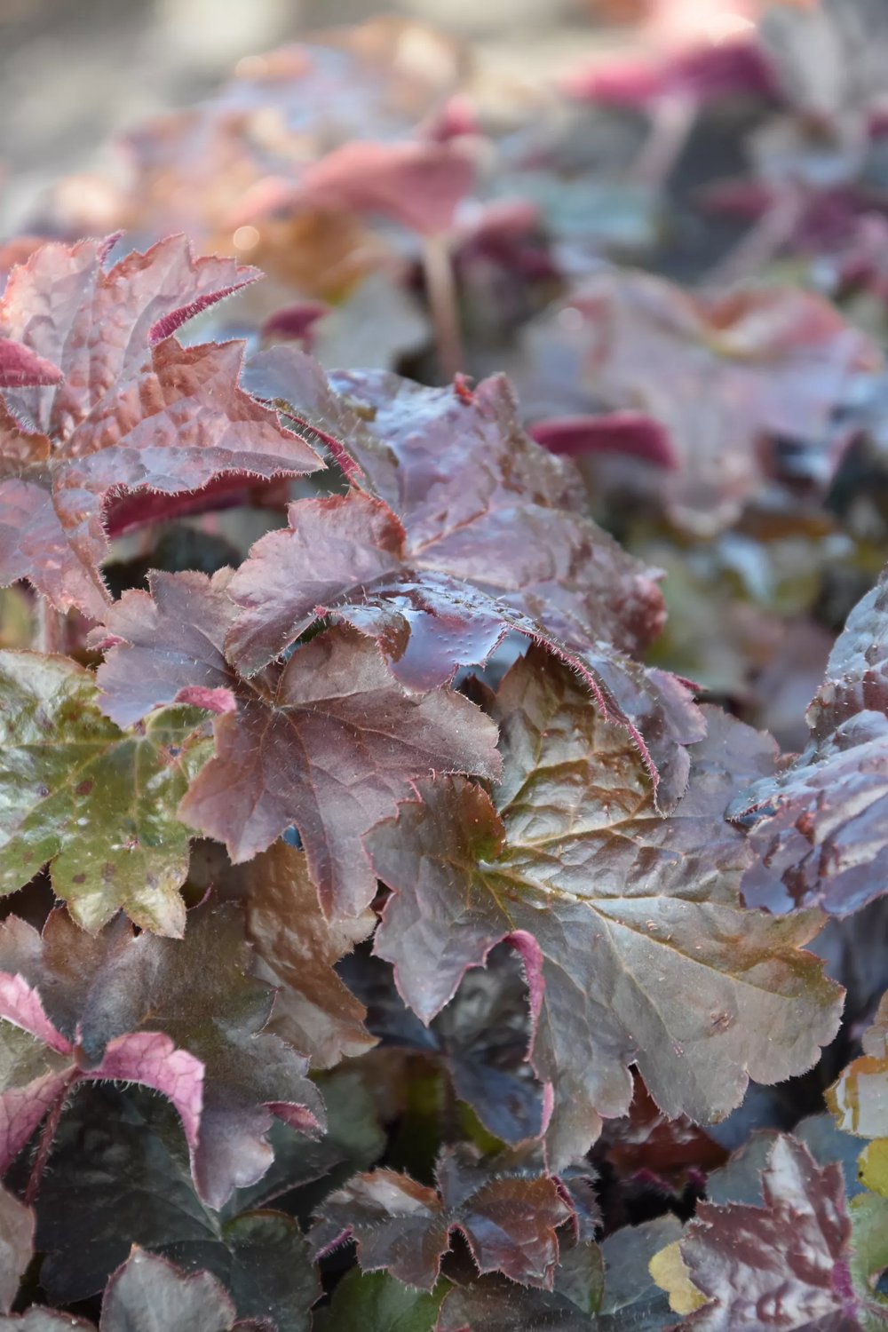 Produktbild på Lönnalunrot 'Palace Purple'