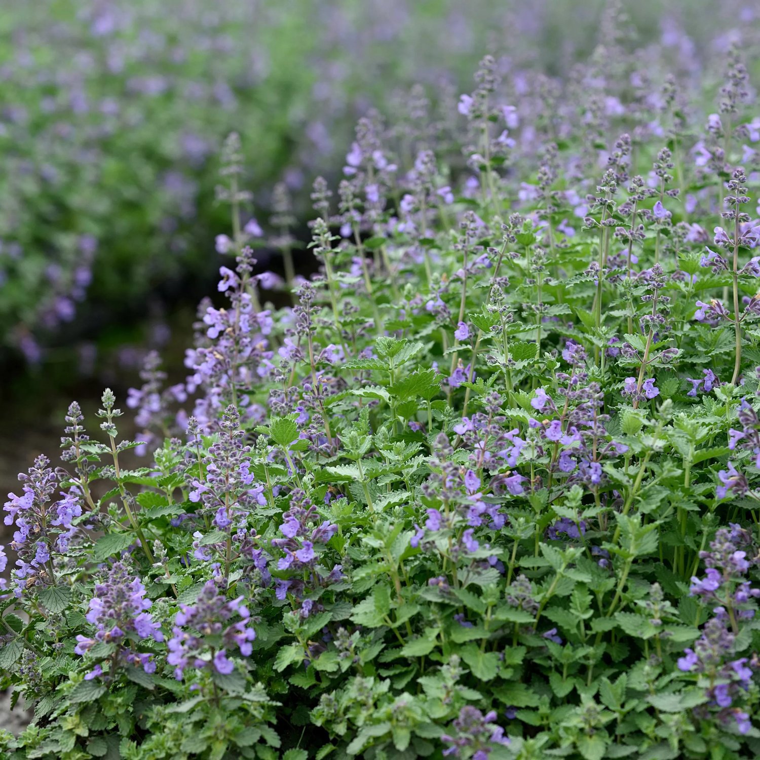 Produktbild på Kantnepeta 'Walker's Low'