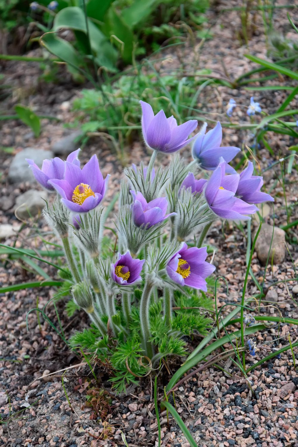 Produktbild på Backsippa 'Pulsar Violet Shades'