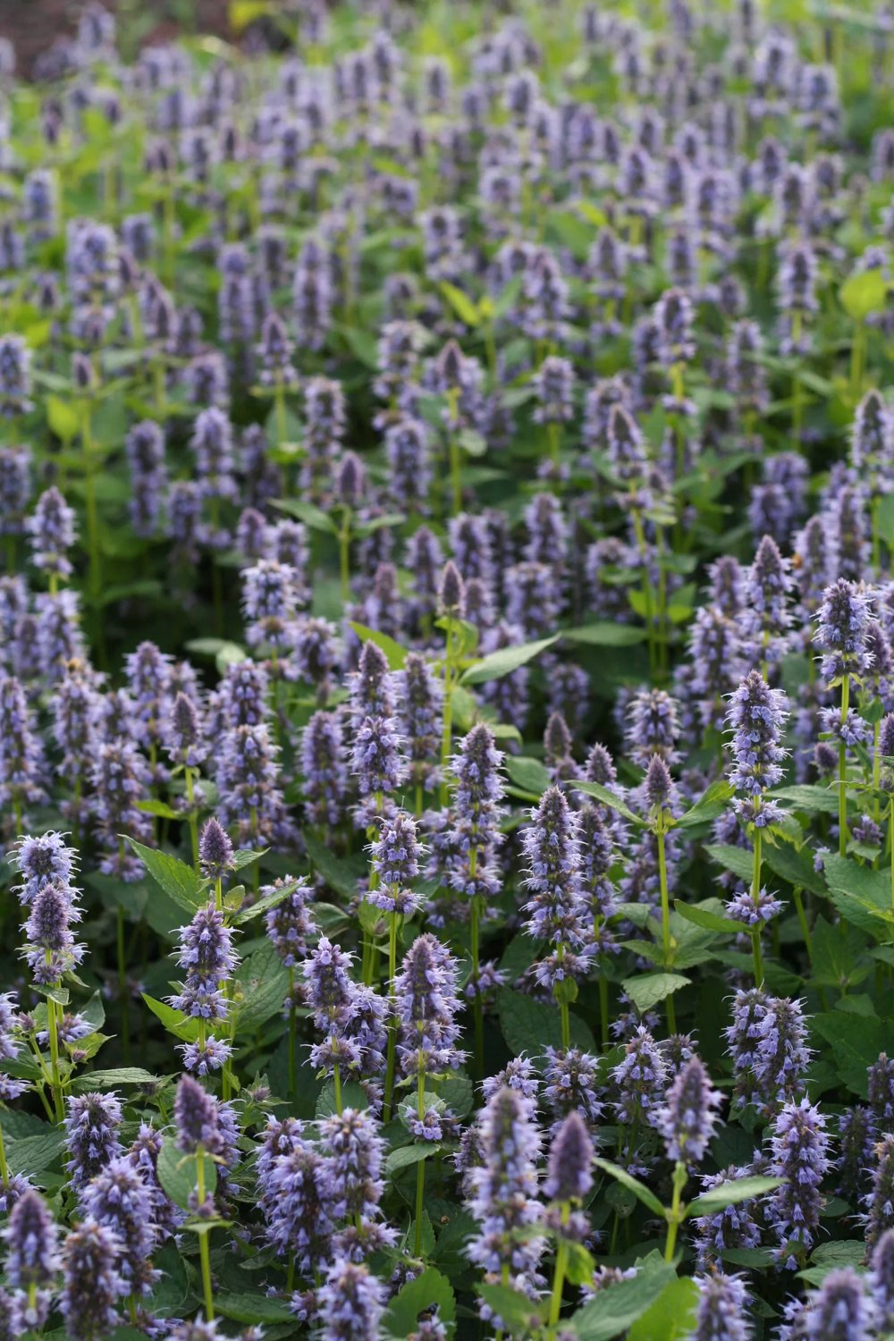 Produktbild på Anisisop 'Blue Fortune'