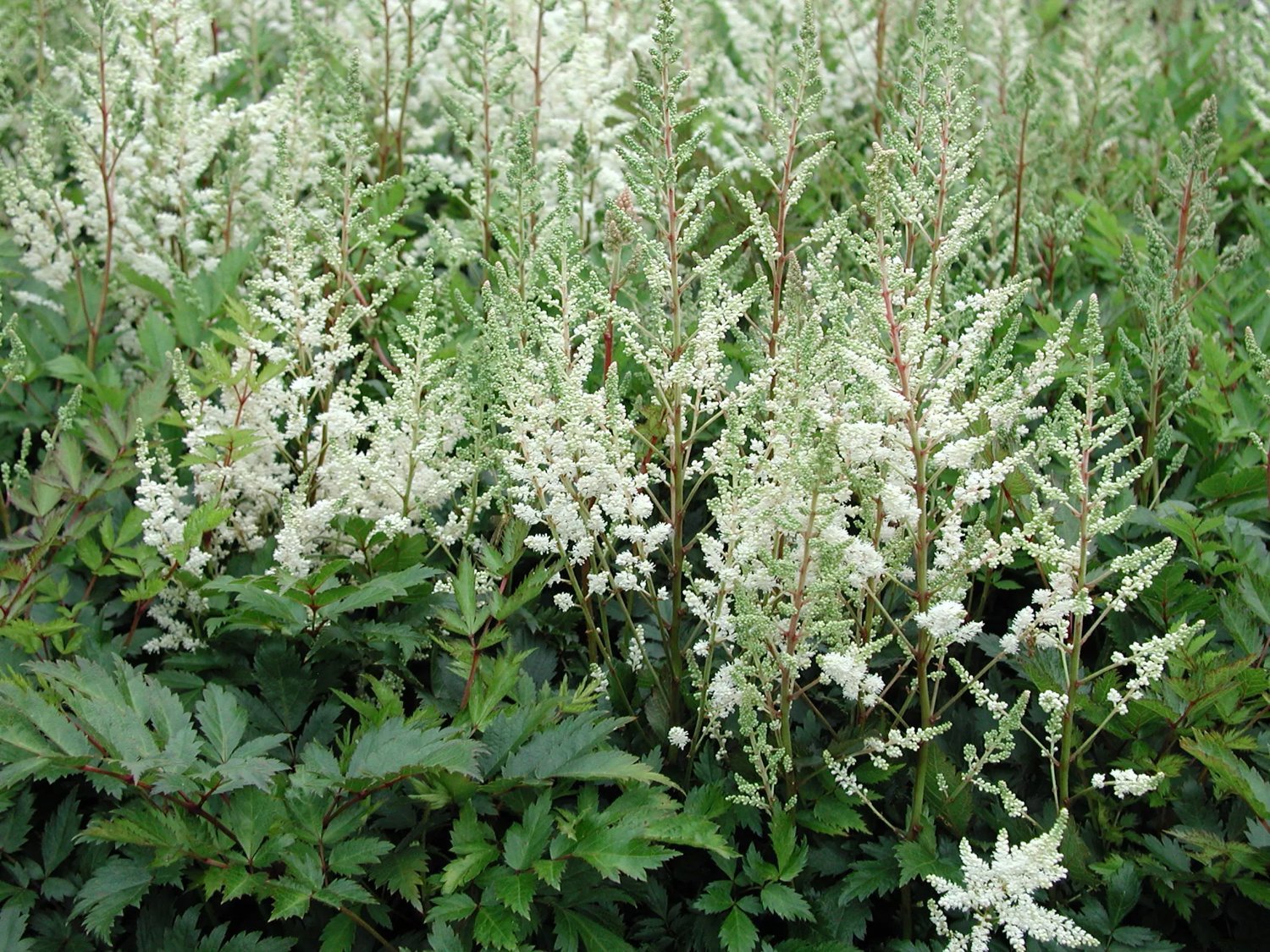 Produktbild på Astilbe 'Brautschleier'