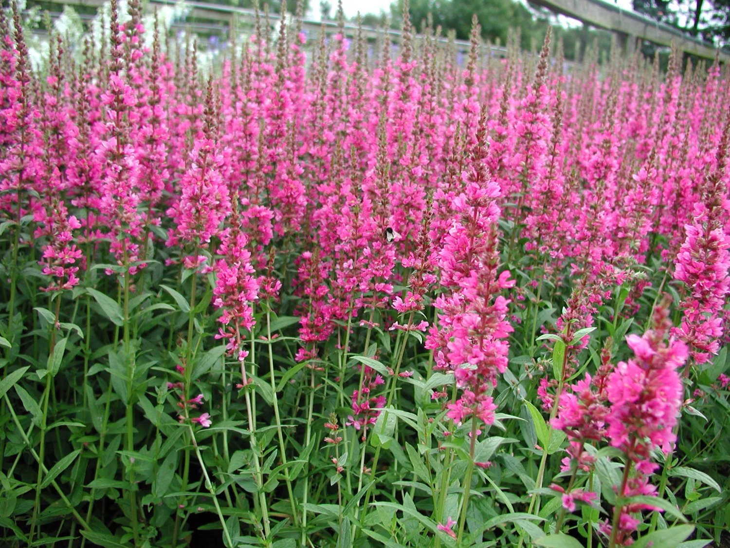 Produktbild på Fackelblomster 'Robert'