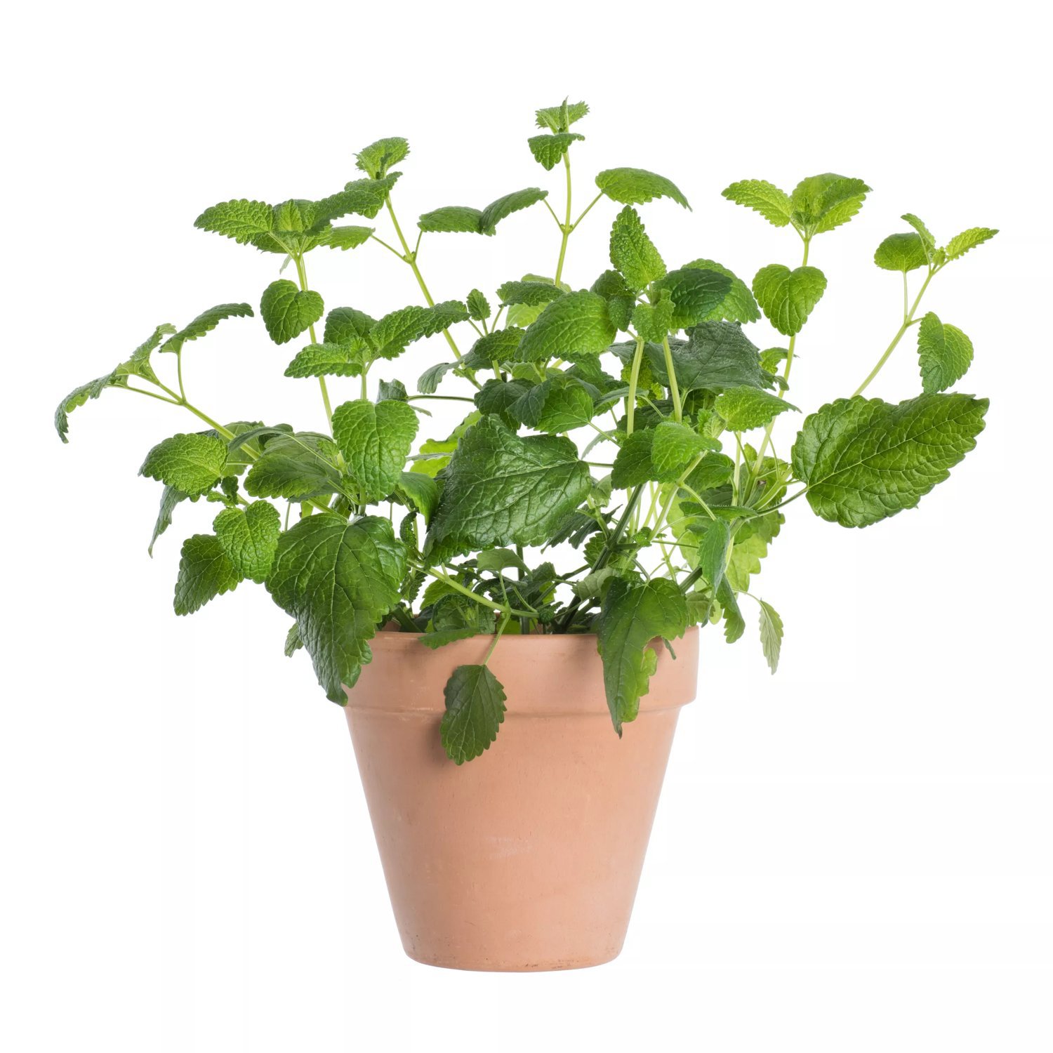 Produktbild på Citronmeliss