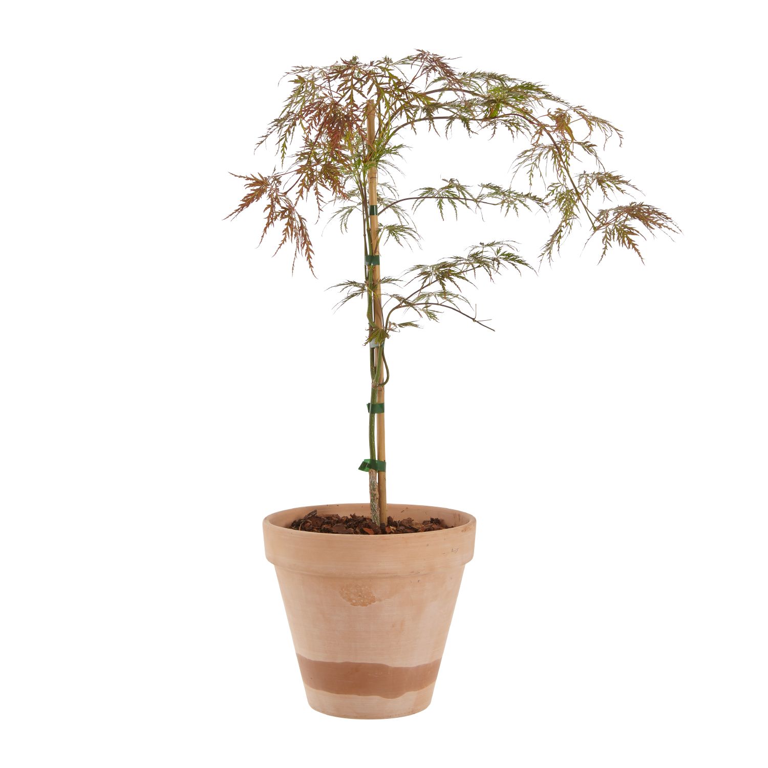 Flikbladig japansk lönn 'Garnet' 3 liter 30-40 cm MPS