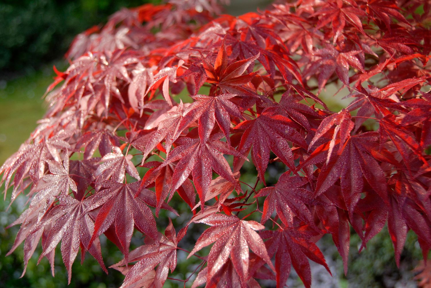 Japansk lönn 'Bloodgood' 6 liter 60-80 cm MPS
