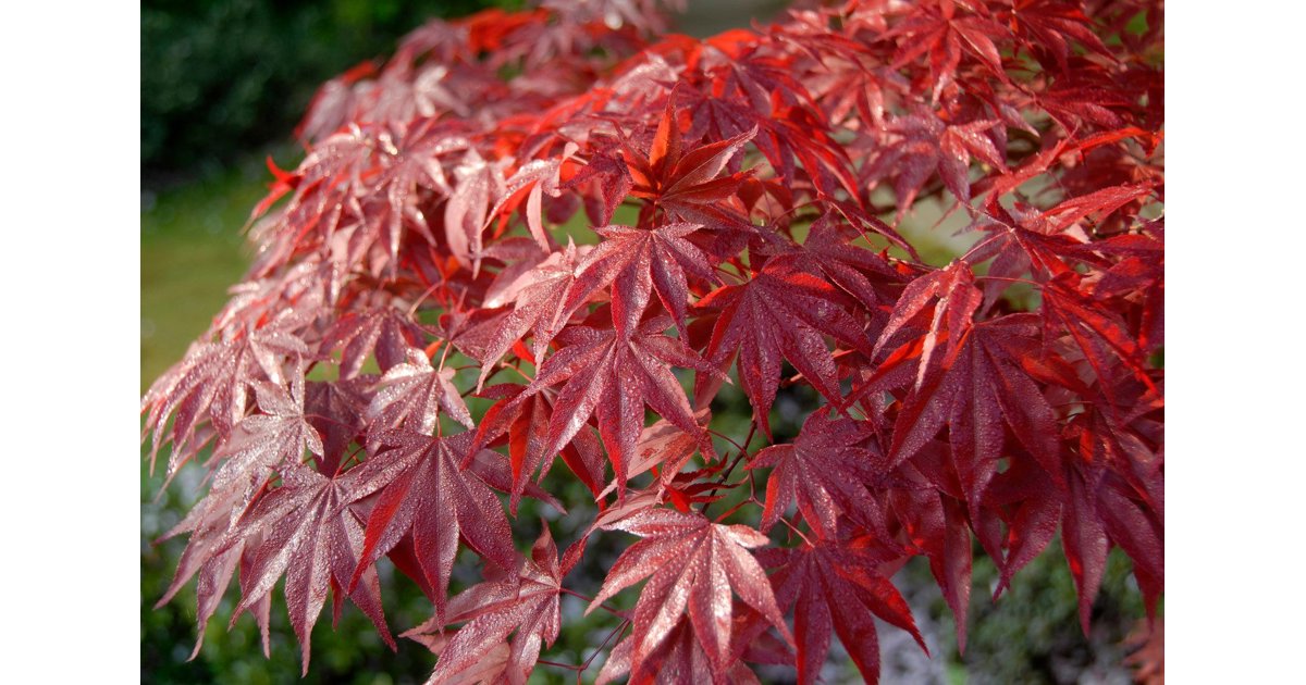 Japansk lönn 'Bloodgood' 6 liter 60-80 cm MPS