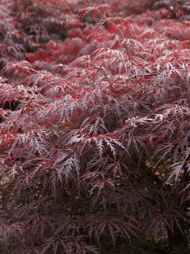 Flikbladig japansk lönn 'Garnet' 10 liter 80 MPS