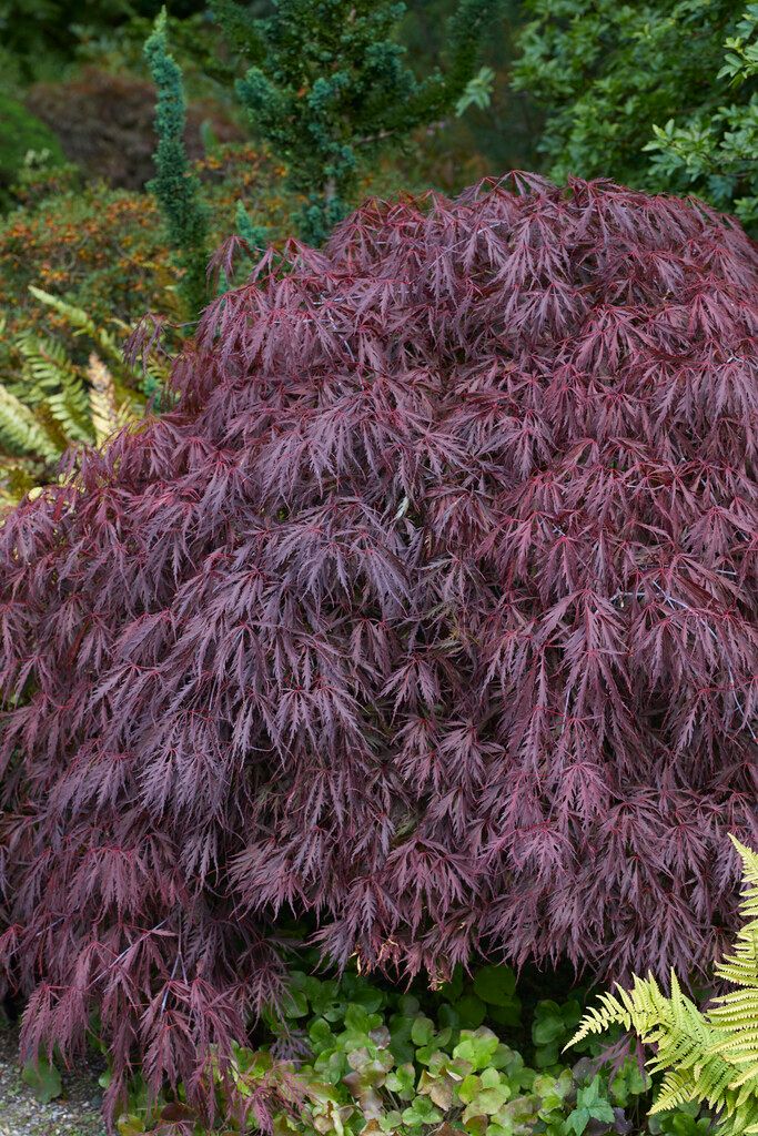 Flikbladig japansk lönn 'Tamukeyama' 6 liter 40-50 cm MPS