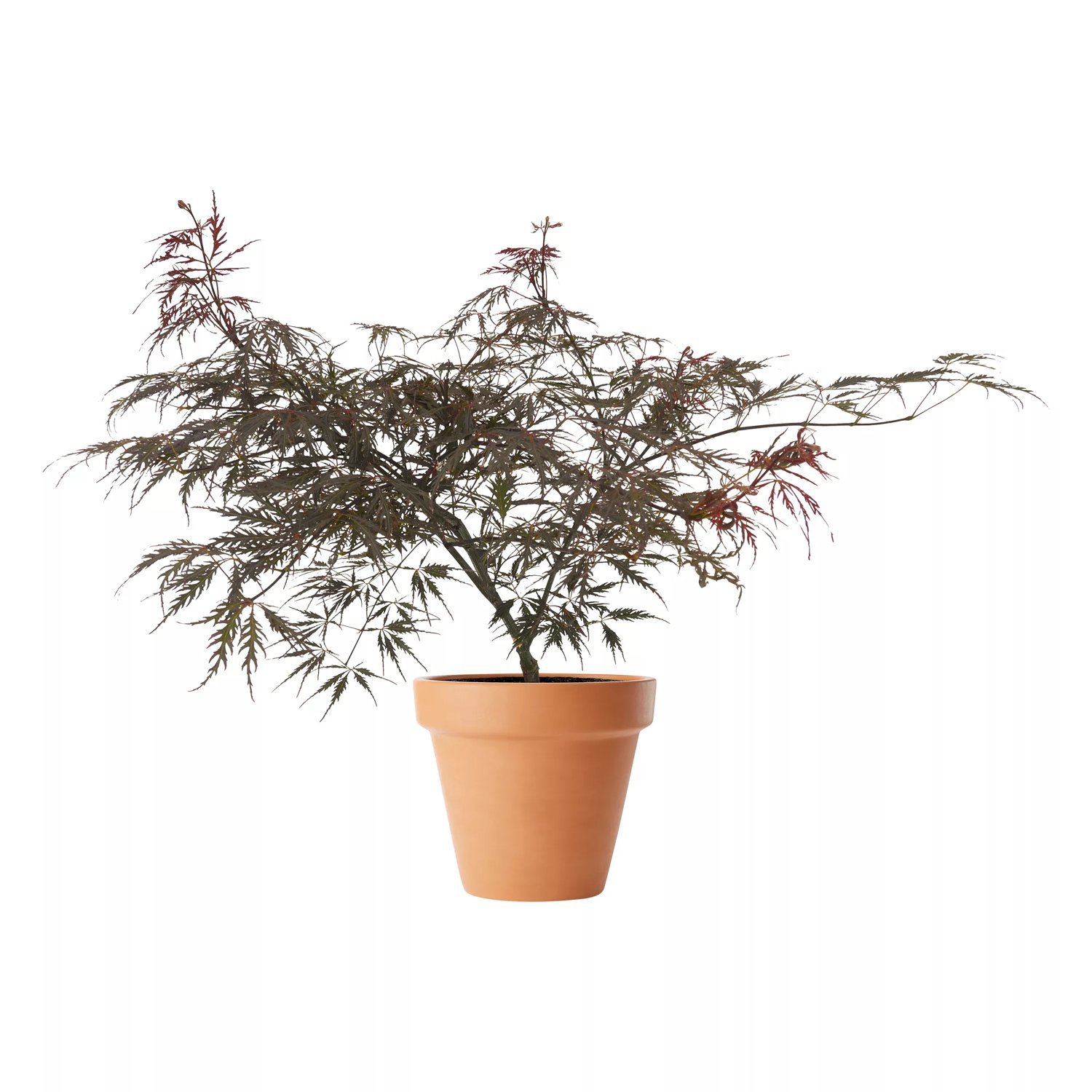 Flikbladig japansk lönn 'Tamukeyama' 6 liter 40-50 cm MPS