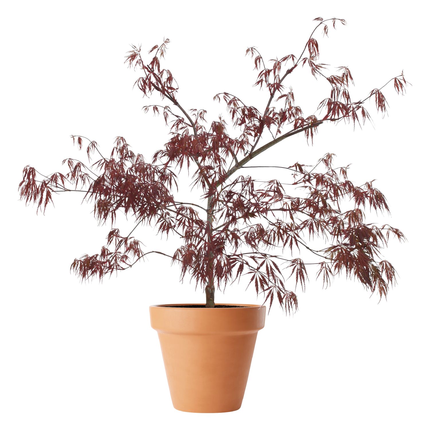 Flikbladig japansk lönn 'Tamukeyama' 6 liter 40-50 cm MPS