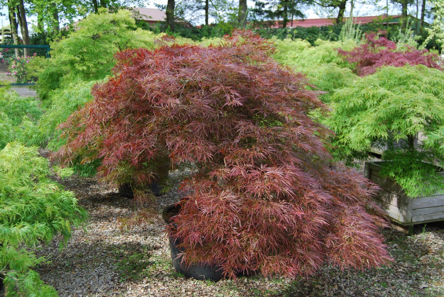 Flikbladig japansk lönn 'Tamukeyama' 6 liter 40-50 cm MPS
