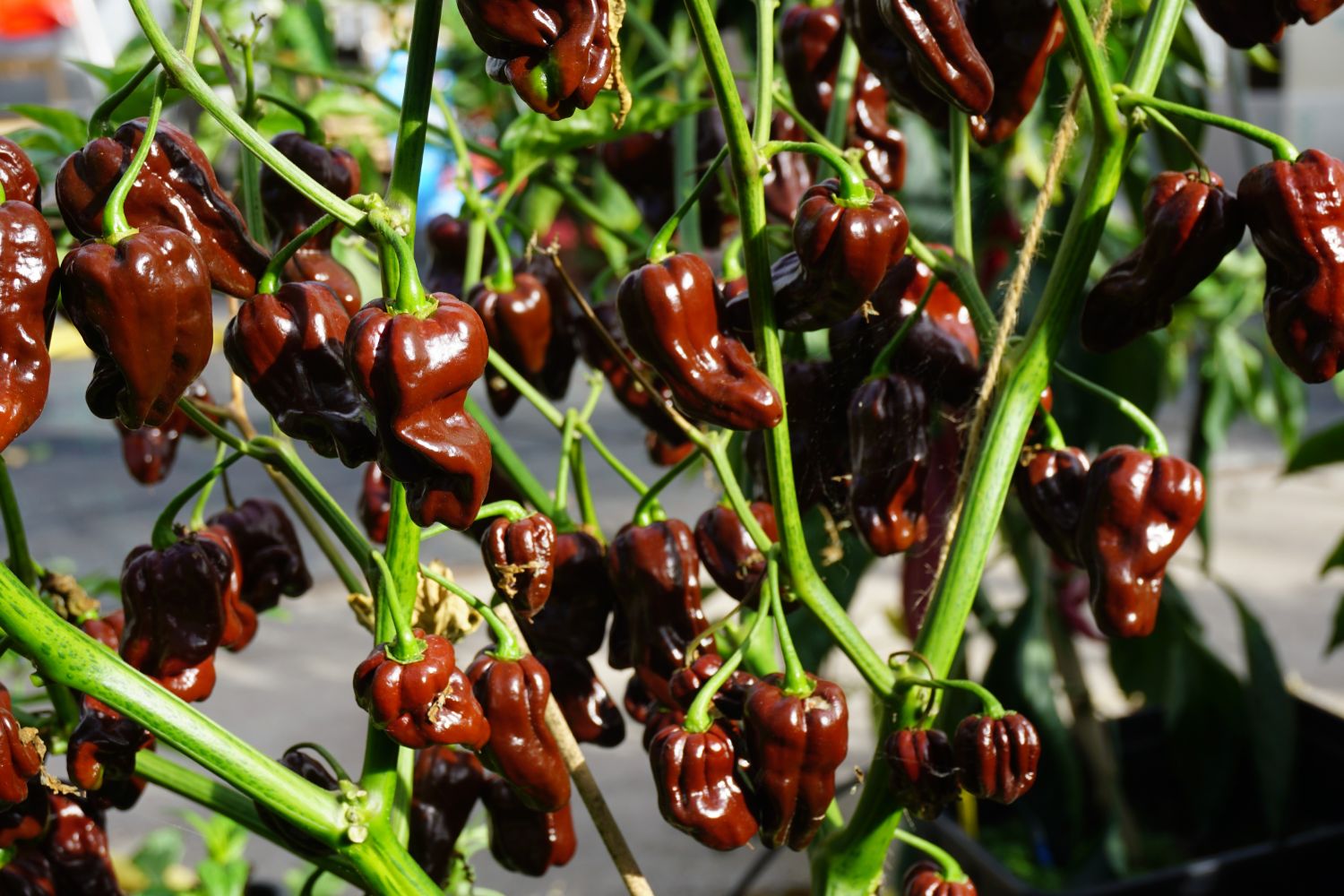 Havannapeppar 'Habanero Chocolate' 11.5 cm 2025 cm