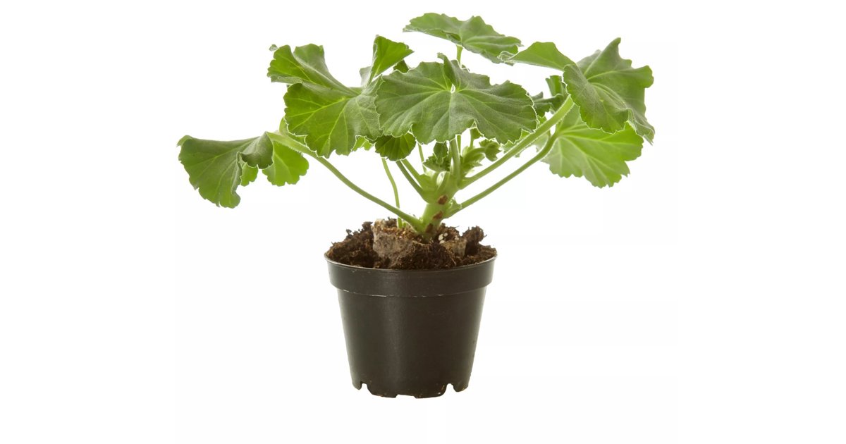 Qizlar va mashinalar porno Yalangoch ayol video