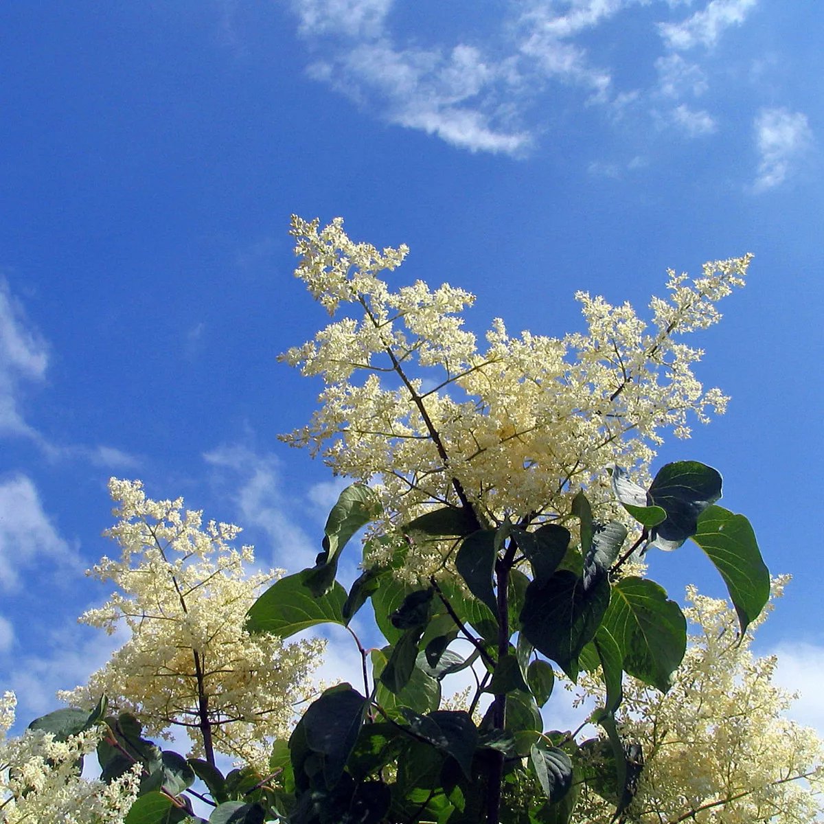 Osiyoda jinsiy porno