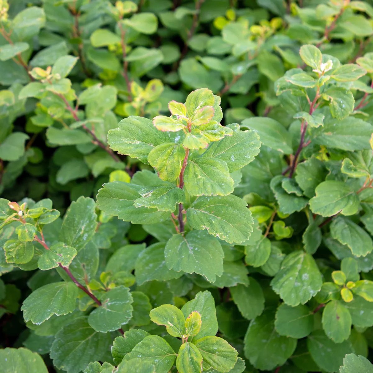 Produktbild på Björkspirea 'Island'
