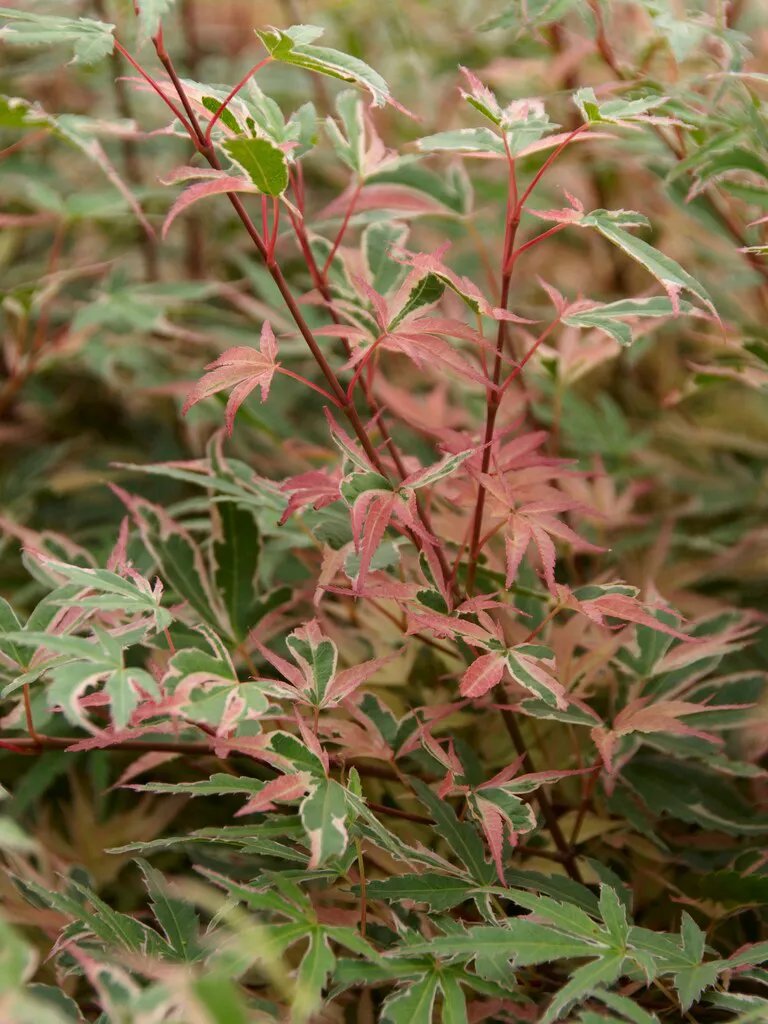 Yalangoch Akinshinning surati