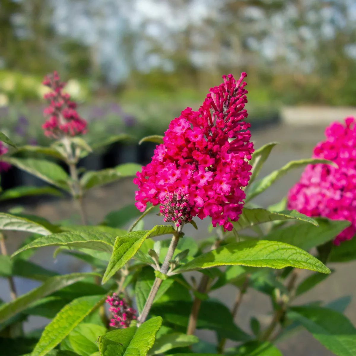 Produktbild på Syrenbuddleja LITTLE RUBY
