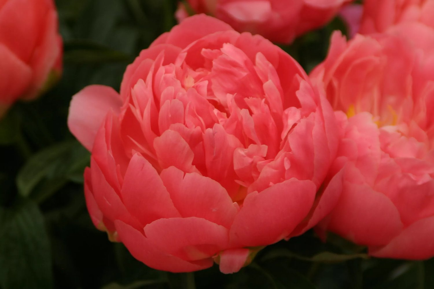 Pion 'Pink Hawaiian Coral' 2 liter MPS