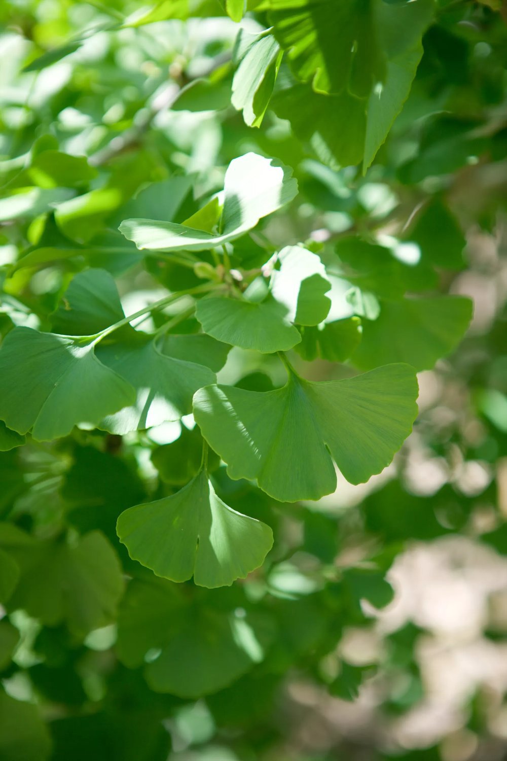 Produktbild på Ginkgo 'Mariken'