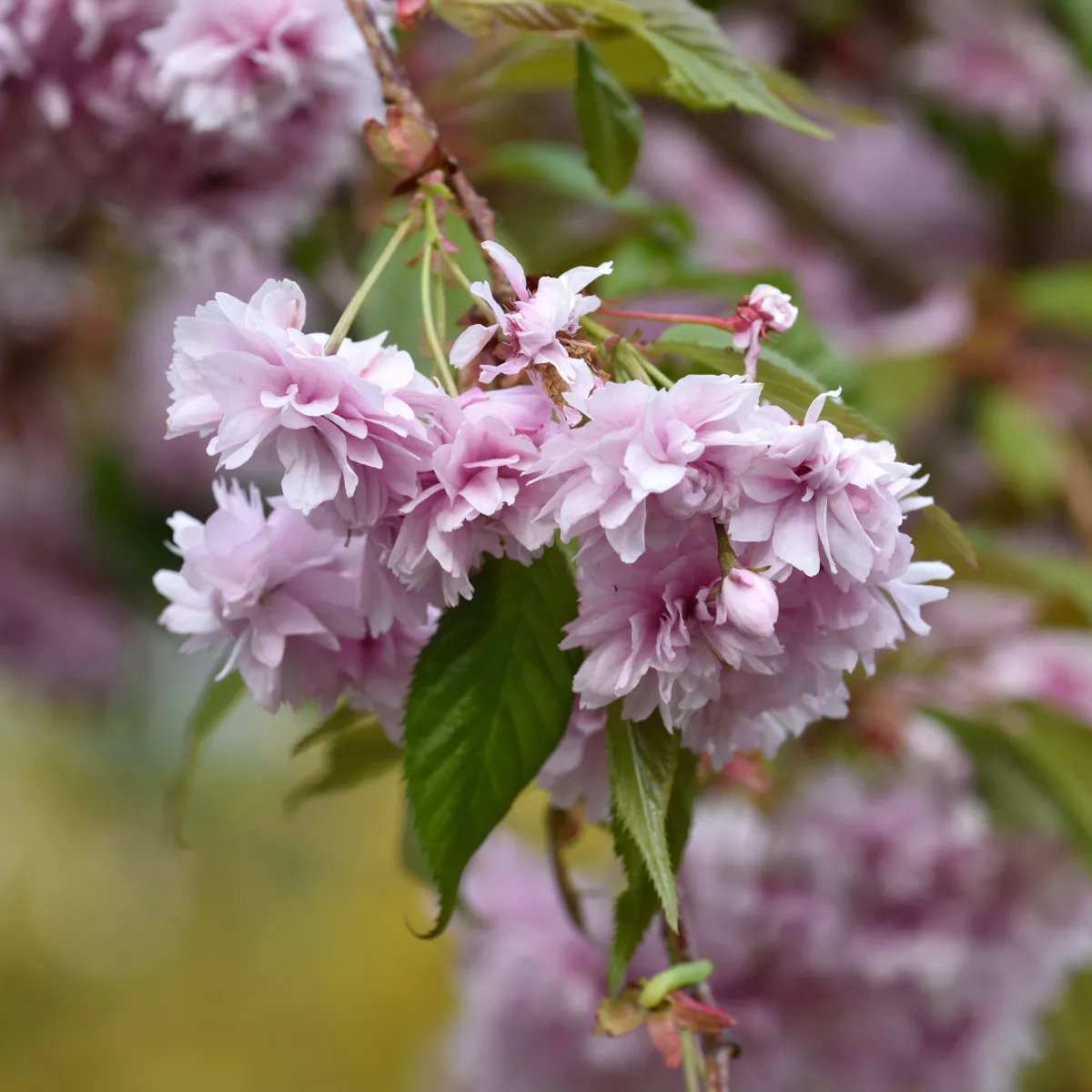 Produktbild på Japanskt hängkörsbär 'Kiku-shidare-zakura'