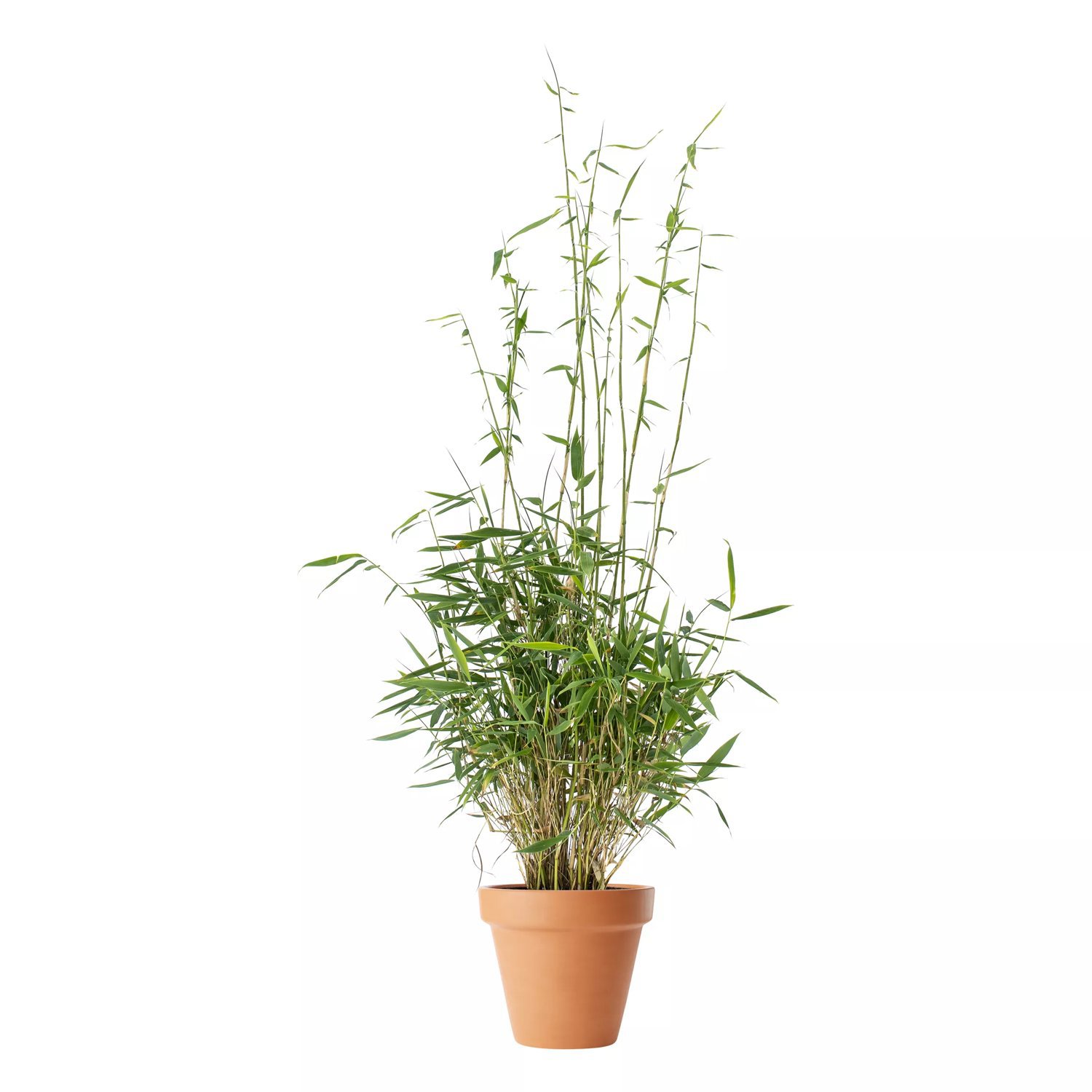 bambus dampfgarer reinigen BeMyPot 26 cm Dampfgarer aus natrlichem Bambus  Bemypot