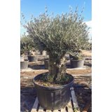 Produktbild på Olivträd