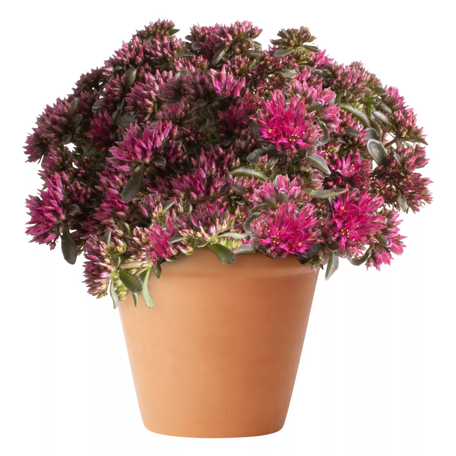 kaukasiskt-fetblad-spot-on-deep-rose-13-cm-mps
