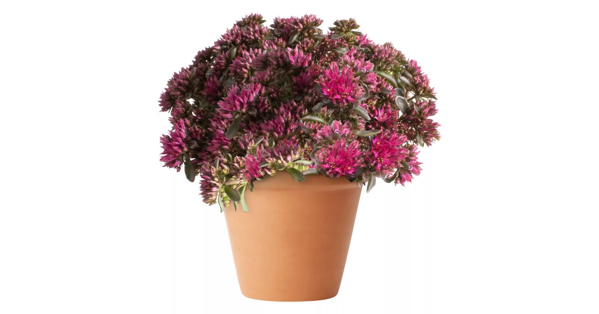 Kaukasiskt Fetblad Spot On Deep Rose 13 Cm MPS kaukasiskt-fetblad-spot-on-deep-rose-13-cm-mps