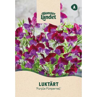 Produktbild på Luktärt 'Purple Pimpernel'