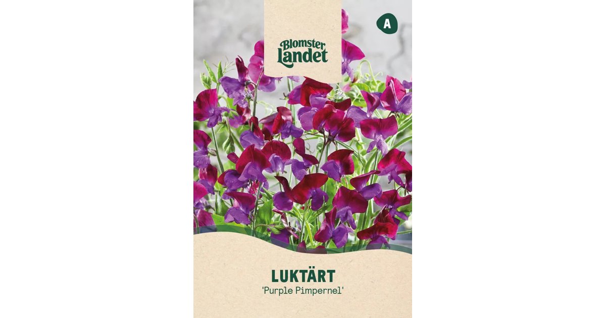 Luktärt Purple Pimpernel