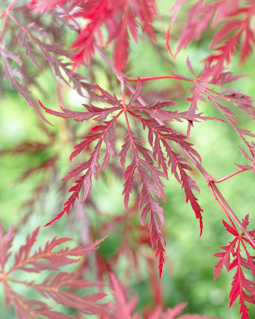 Flikbladig japansk lönn 'Garnet' 10 liter 80-100 cm MPS
