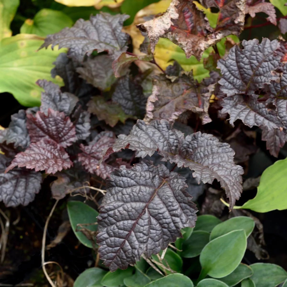 Produktbild på Astilbe 'Chocolate Shogun'
