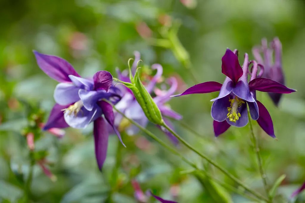 Produktbild på Akleja 'Earlybird™ Purple Blue'