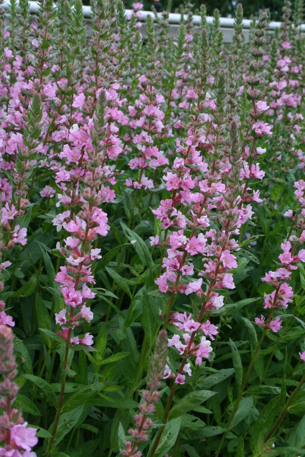 Produktbild på Fackelblomster 'Blush'