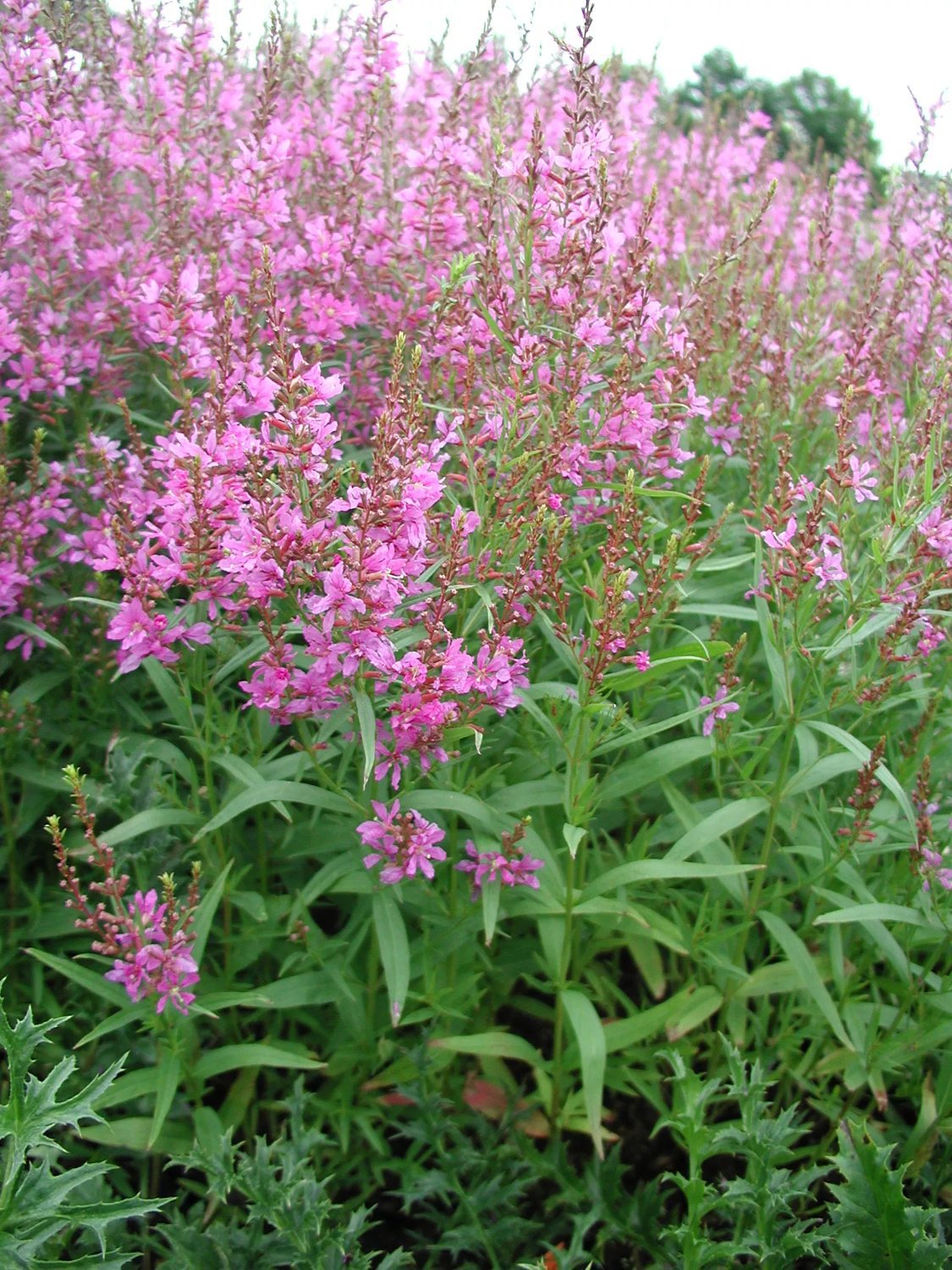 Produktbild på Fackelblomster 'Swirl'