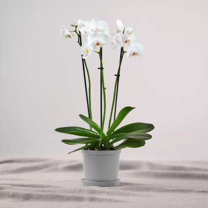 Produktbild på Vit orkidé i kruka