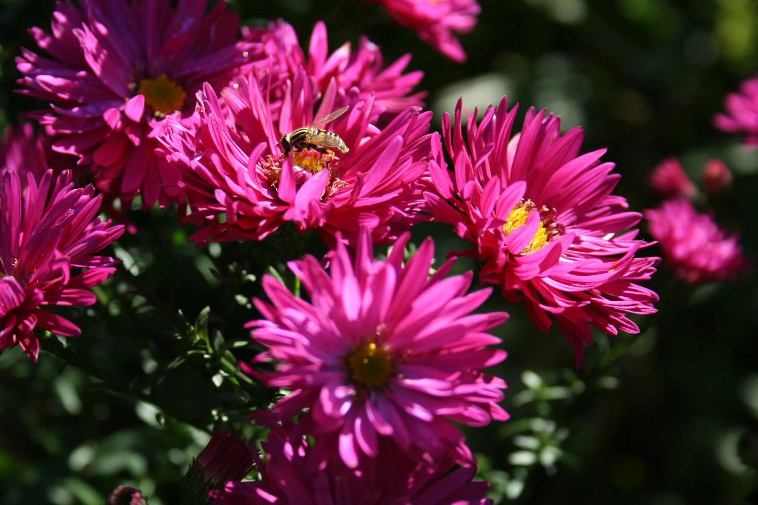 Höstaster 'Neron' 1 liter Svenskt Sigill/Från Sverige Säve Plantskola