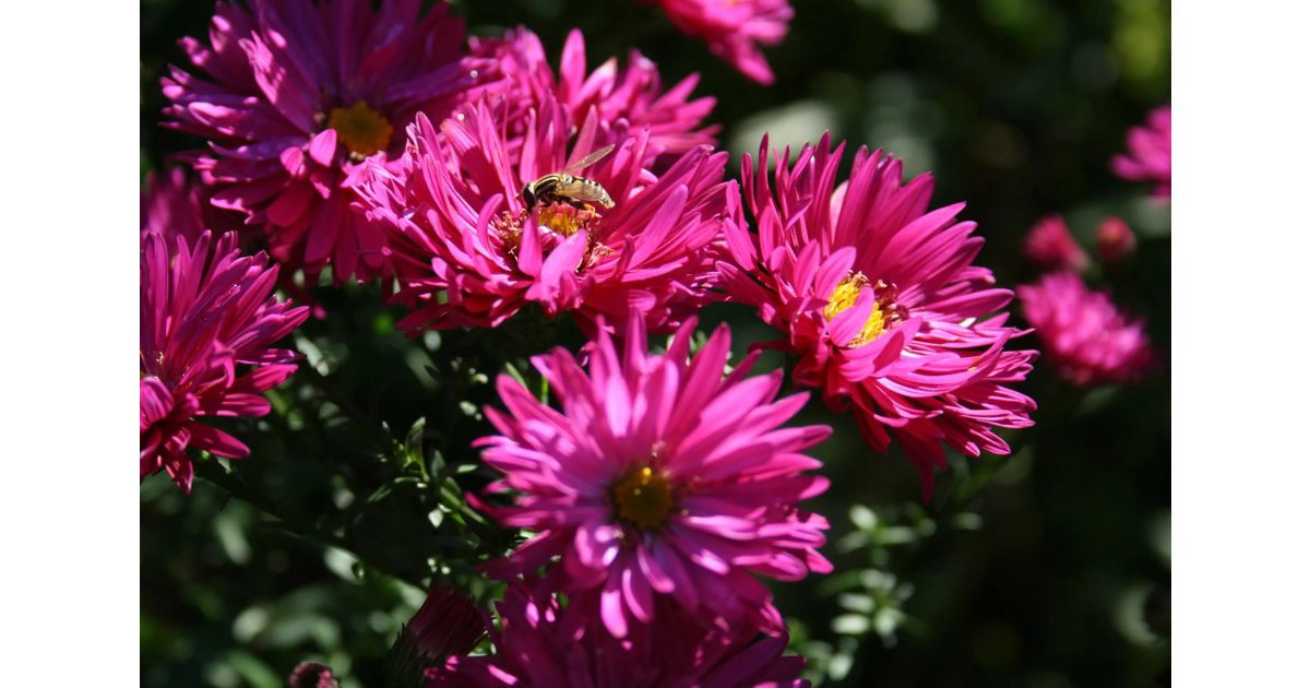 Höstaster 'Neron' 1 liter Svenskt Sigill/Från Sverige Säve Plantskola