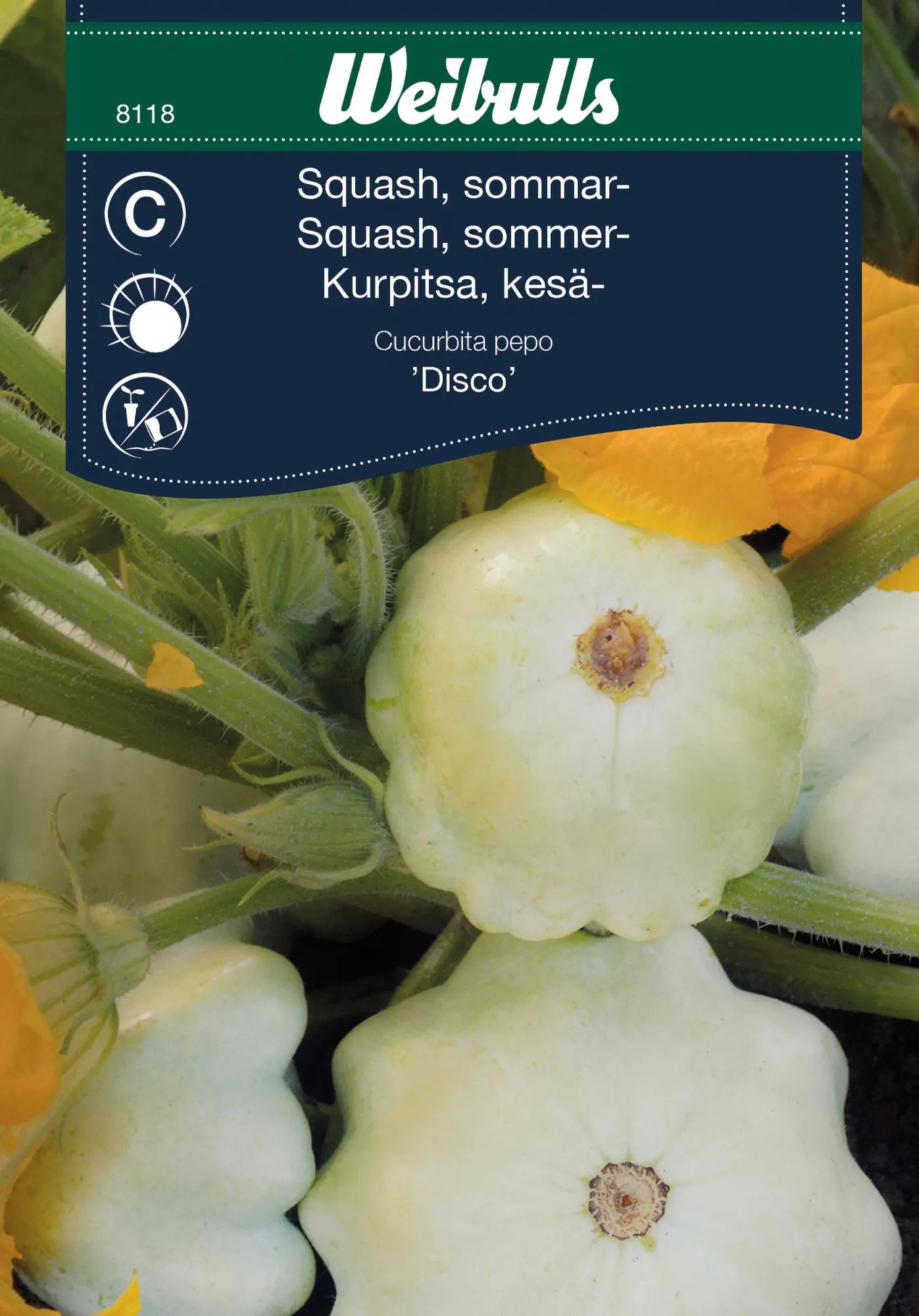 Squash Disco