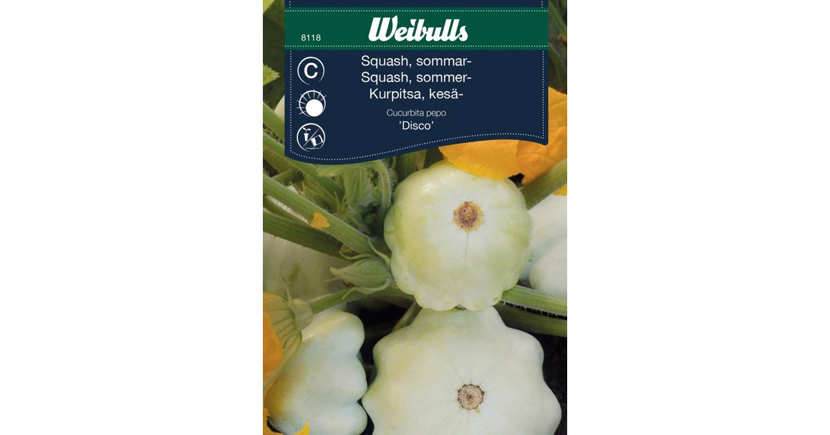 Squash Disco